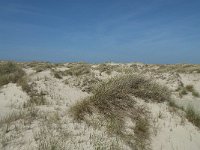NL, Noord-Holland, Texel, De Hors 35, Saxifraga-Willem van Kruijsbergen