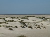 NL, Noord-Holland, Texel, De Hors 54, Saxifraga-Willem van Kruijsbergen