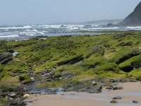 P, Faro, Rogil, Praia do Vale dos Homens 18, Saxifraga-Willem van Kruijsbergen