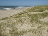 Sandy coast-Zandige kust