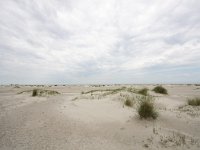 NL, Friesland, Ameland 3, Saxifraga-Bart Vastenhouw