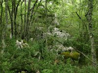 F, Ardeche, Les Vans, Bois de Paiolive 2, Saxifraga-Dirk Hilbers