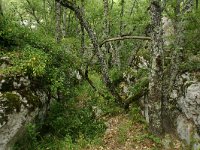 F, Ardeche, Les Vans, Bois de Paiolive 5, Saxifraga-Dirk Hilbers