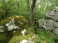 F, Ardeche, Les Vans, Bois de Paiolive 6, Saxifraga-Dirk Hilbers