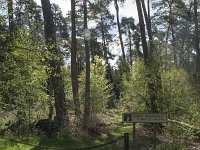 F, Nievre, Dun-les-Places, Bois de Chaumont 7, Saxifraga-Willem van Kruijsbergen