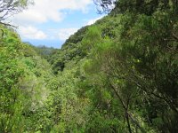 P, Madeira, Santana, Parque Florestal das Queimadas 2, Saxifraga-Mark Zekhuis