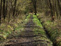 B, Limburg, Peer, Neerhoksent, Hooipad 1, Saxifraga-Jan van der Straaten