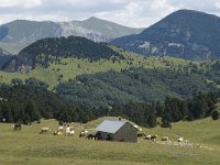 F, Drome, Treschenu-Creyers, Abri de l Essaure 16, Saxifraga-Willem van Kruijsbergen