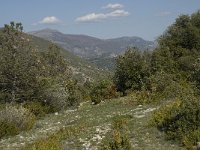 F, Vaucluse, Brantes, Rocher du Charles 1, Saxifraga-Willem van Kruijsbergen