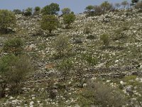 GR, Crete, Lasithi, Exo Poutami 5, Saxifraga-Willem van Kruijsbergen