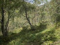 N, More og Romsdal, Fraena, Trollkyrkja 15, Saxifraga-Willem van Kruijsbergen
