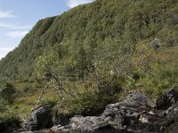 N, More og Romsdal, Fraena, Trollkyrkja 20, Saxifraga-Willem van Kruijsbergen