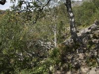 N, More og Romsdal, Fraena, Trollkyrkja 23, Saxifraga-Willem van Kruijsbergen