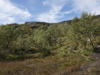 N, More og Romsdal, Fraena, Trollkyrkja 26, Saxifraga-Willem van Kruijsbergen