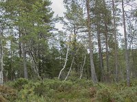 N, More og Romsdal, Fraena, Trollkyrkja 5, Saxifraga-Willem van Kruijsbergen
