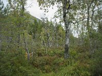 N, More og Romsdal, Fraena, Trollkyrkja 58, Saxifraga-Annemiek Bouwman
