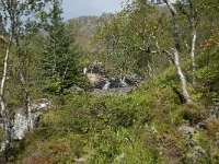 N, More og Romsdal, Fraena, Trollkyrkja 61, Saxifraga-Annemiek Bouwman