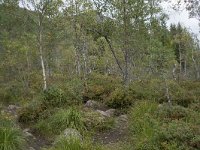 N, More og Romsdal, Fraena, Trollkyrkja 7, Saxifraga-Willem van Kruijsbergen
