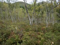 N, More og Romsdal, Fraena, Trollkyrkja 8, Saxifraga-Willem van Kruijsbergen