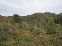 N, More og Romsdal, Molde, Tusenarsvarden 10, Saxifraga-Willem van Kruijsbergen