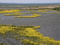 NL, Flevoland, Lelystad, Marker Wadden 11, Saxifraga-Foto Fitis-Sytske Dijksen