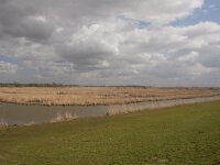 NL, Flevoland, Zeewolde, Harderbroek 1, Saxifraga-Jan Nijendijk