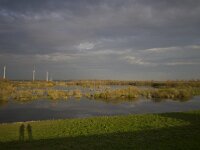 NL, Flevoland, Zeewolde, Harderbroek 6, Saxifraga-Jan Nijendijk