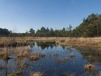 NL, Gelderland, Nunspeet, Mosterdveen Vierhouten 4, Saxifraga-Jan Nijendijk