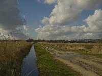 NL, Noord-Brabant, ´s-Hertogenbosch, Bossche Broek 45, Saxifraga-Jan van der Straaten