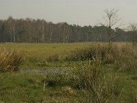 NL, Noord-Brabant, Baarle Nassau, Castelreesche Heide 22, Saxifraga-Marijke Verhagen