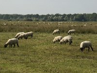 NL, Noord-Brabant, Boxtel, Banisveld 3, Saxifraga-Jan van der Straaten