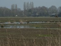 NL, Noord-Brabant, Hilvarenbeek, Biest-Houtakker 1, Saxifraga-Willem van Kruijsbergen