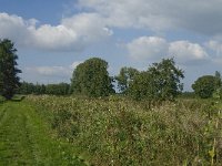 NL, Noord-Brabant, Hilvarenbeek, Spruitenstroompje 19, Saxifraga-Jan van der Straaten