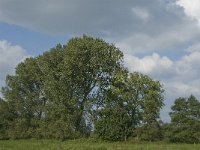 NL, Noord-Brabant, Hilvarenbeek, Spruitenstroompje 24, Saxifraga-Jan van der Straaten