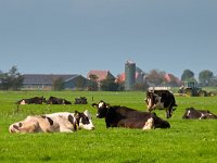 Cows are resting with farm and tractor in backdrop  Cows are resting with farm and tractor in backdrop : agrarisch, agrarische, agricultural, agriculture, animal, background, bio industie, bioindustrie, blue, boarnsterhim, boerderij, cattle, close, clouds, color, country, countryside, cow, creative nature, dairy, day, dutch, economy, environment, europe, european, farm, farming, farmland, fence, field, fresh, friesland, frisian, gate, grass, grassland, graze, grazing, green, hek, holland, industry, intensief, intensieve, koe, koeien, lanbouwhuisdier, land, landbouw, landscape, landschap, livestock, machine, machinery, mammal, meadow, melkvee, melkveehouderij, milk, nature, nederland, outdoor, outside, pastoral, pasture, platteland, red, rudmer zwerver, rund, rural, scene, silo, sky, spring, summer, tractor, vee, view, weiland, white