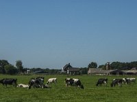NL, Noord-Brabant, Asten, Kokmeeuwen weg 1, Saxifraga-Marijke Verhagen