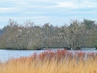 NL, Noord-Brabant, Reusel-De Mierden, De Flaes 12, Saxifraga-Tom Heijnen