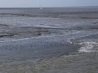 NL, Friesland, Ameland, Dantziggat 29, Saxifraga-Hans Boll