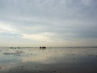 NL, Noord-Holland, Texel, Hollands Kroon, Balgzand 2, Saxifraga-Foto Fitis-Sytske Dijksen