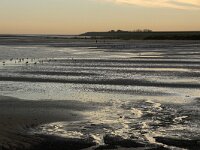 NL, Noord-Holland, Texel, Kwelder De Volharding 33, Saxifraga-Foto Fitis-Sytske Dijksen