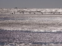 NL, Noord-Holland, Texel, Mokbaai 26, Saxifraga-Foto Fitis-Sytske Dijksen