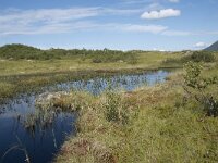 N, Nordland, Vagan, Hellhaugen 13, Saxifraga-Willem van Kruijsbergen