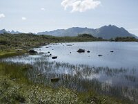 N, Nordland, Vagan, Hellhaugen 7, Saxifraga-Willem van Kruijsbergen