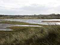 NL, Noord-Holland, Den Helder, Grafelijkheidsduinen 2, Saxifraga-Foto Fitis-Sytske Dijksen
