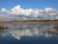 NL, Noord-Holland, Velsen, IJmuiden, Kennemer Duinen 1, Saxifraga-Foto Fitis-Sytske Dijksen