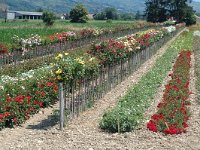 F, Isere, Le-Grand-Lemps 1, Saxifraga-Jan van der Straaten
