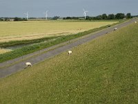 D, Schleswig-Holstein, Nordstrand, Dreisprung 15, Saxifraga-Jan van der Straaten