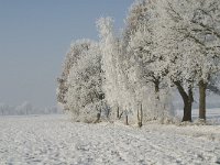NL, Noord-Brabant, Alphen-Chaam, Bleeke Heide 7, Saxifraga-Jan van der Straaten