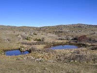 F, Lozere, Fraissinet-de-Fourques, LHomme 1, Saxifraga-Elisabeth Raboin