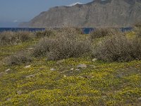 GR, Crete, Lasithi, Ormos Mochlou 3, Saxifraga-Willem van Kruijsbergen